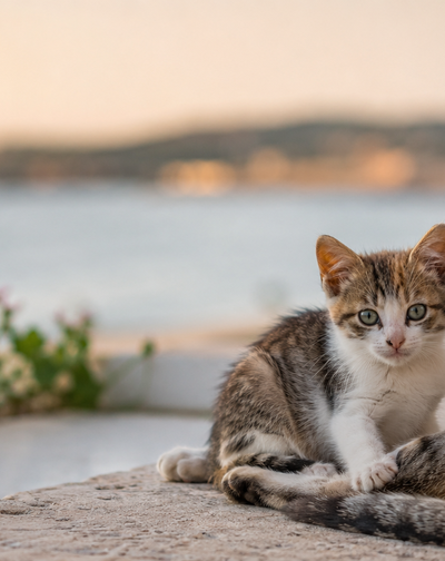 Πρόγραμμα Στειρώσεων Αδέσποτων Γάτων Δήμος Αμαθούντας | Επίσημη Ιστοσελίδα